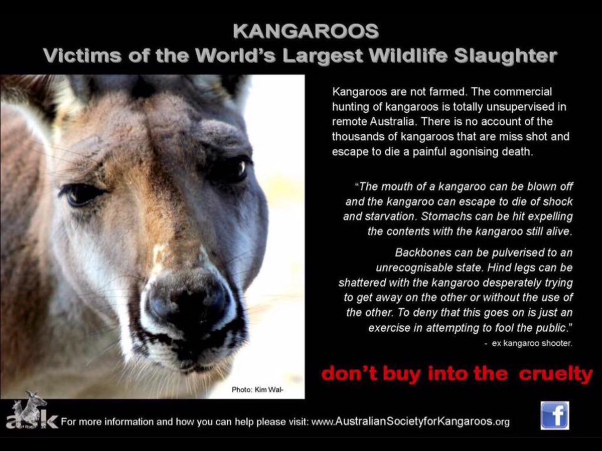 WatchKanga's tweet photo. #MarkWales #KillKapture
NO Respect For #CoatOfArms #Australia.
NO Respect For Sacred #Kangaroo.
You Are Abhorrent,Profiting From This.. https://t.co/QYLATEYAu8