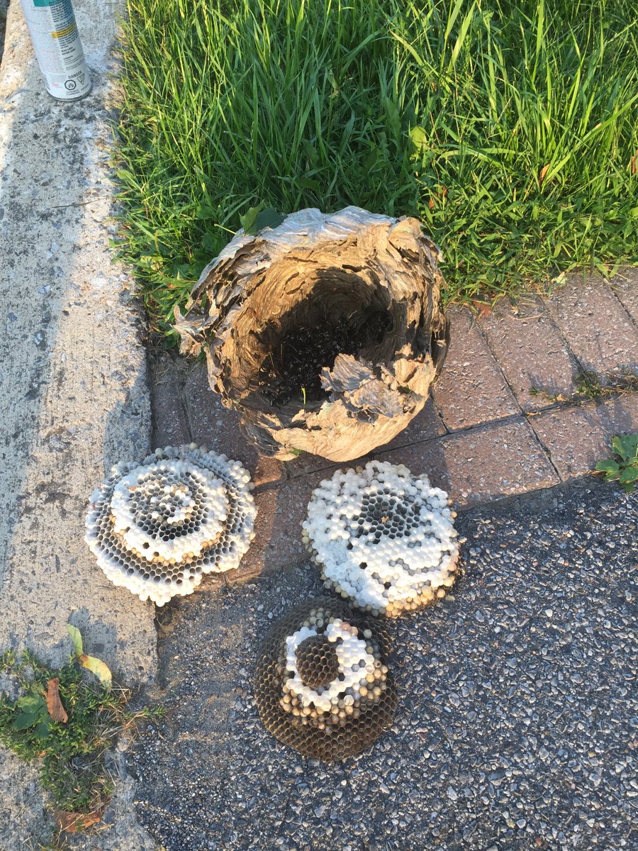stourang's tweet photo. I was minding my own beeswax until this... #Poofgone #CallanExpert https://t.co/Pj9REORbXN
