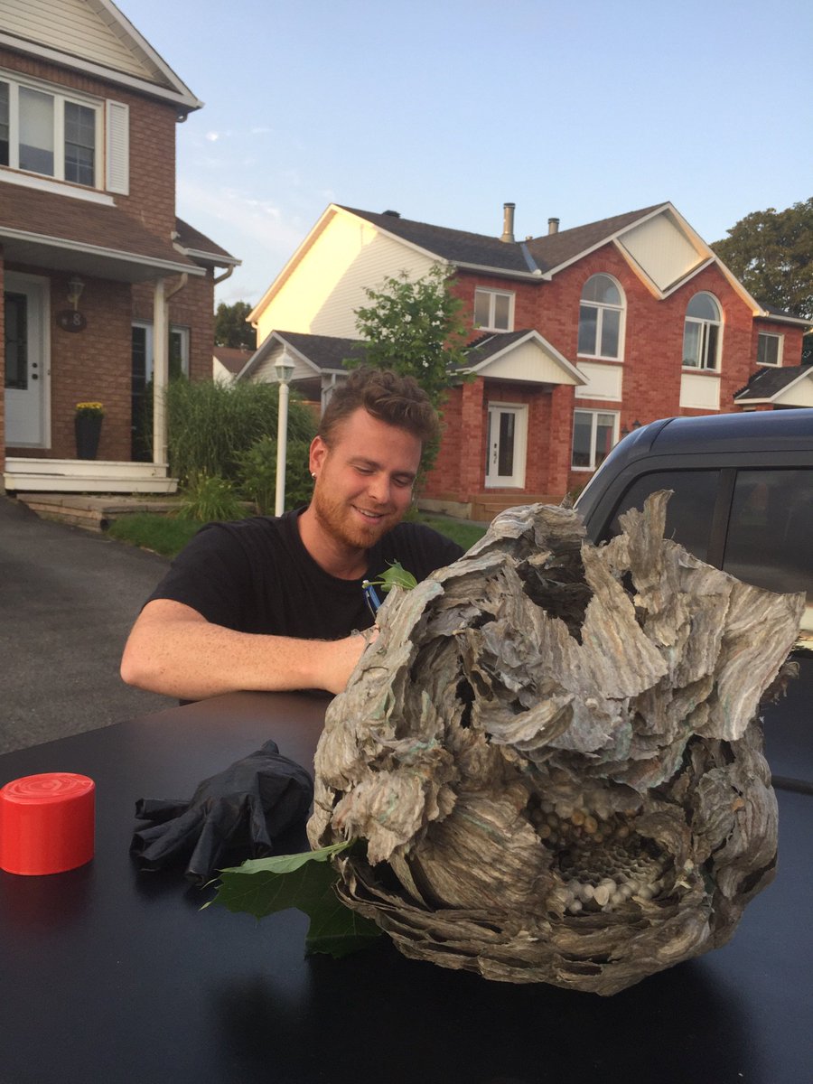 stourang's tweet photo. I was minding my own beeswax until this... #Poofgone #CallanExpert https://t.co/Pj9REORbXN