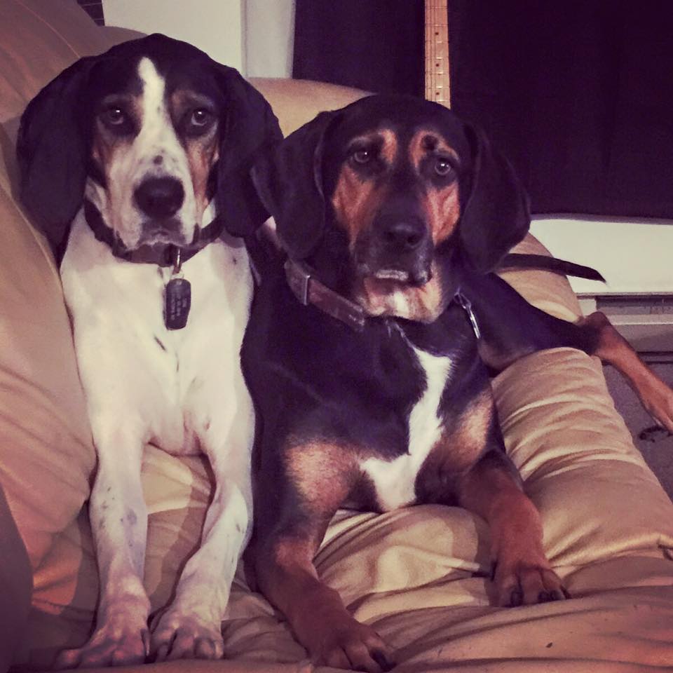 #HurricaneHarvey #HurricanePrep: If you have to evacuate, TAKE YOUR PETS.