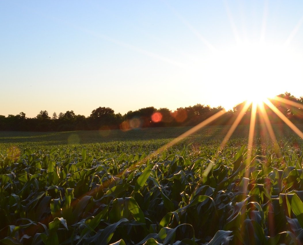 The Sun and then some - What You Should Know About #Vitamin D 🌞 holisticnutritiondegree.org/what-you-shoul… #health