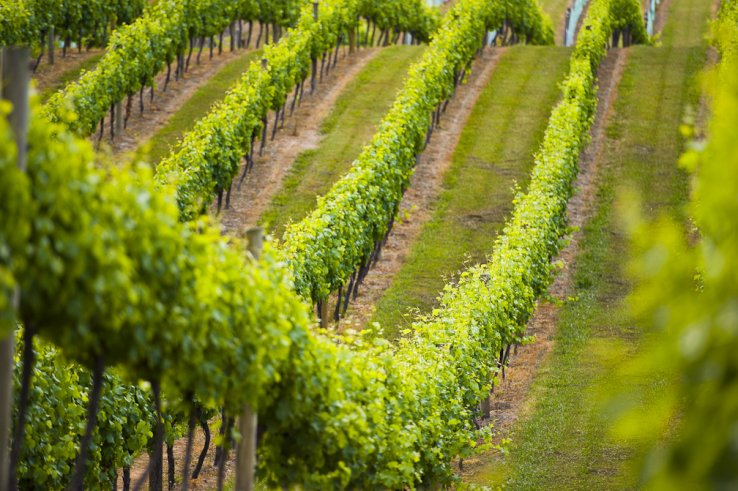 napawineryguide's tweet photo. It makes your day when people notice and write about you. Check out this TechCrunch article about WineryGuide: https://t.co/uZFBJcLSE0 https://t.co/N4zvzRx5jD