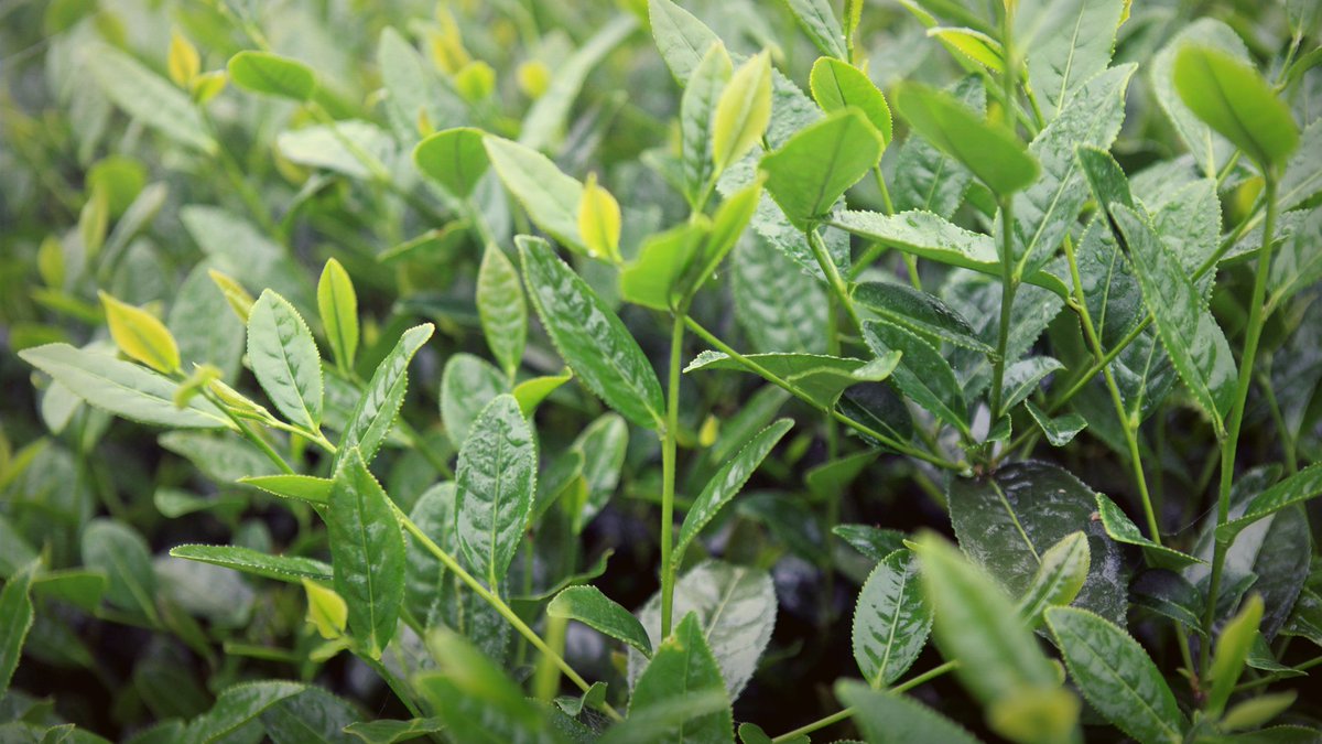 teforia's tweet photo. We work directly with farmers and estates to offer the freshest and rarest collection of teas from ancient forests and pristine tea gardens. https://t.co/mWUy7ob5Ft