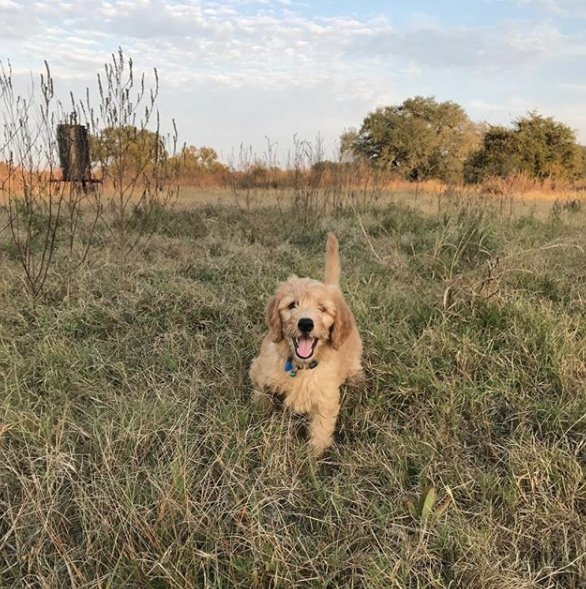 We love our Round Top natives! #puppy #dog #dogsoftwitter #visitorpost bit.ly/2iqIS90