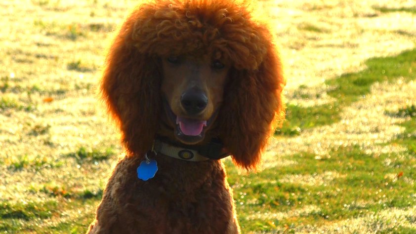 SitUpNListen's tweet image. If it ain't broke don't fix it.
youtube.com/watch?v=hL3wp0…

#puppy #dogtraining #dogs #Atlanta #Jumping #funniest #Smile #poodle #CentralPark