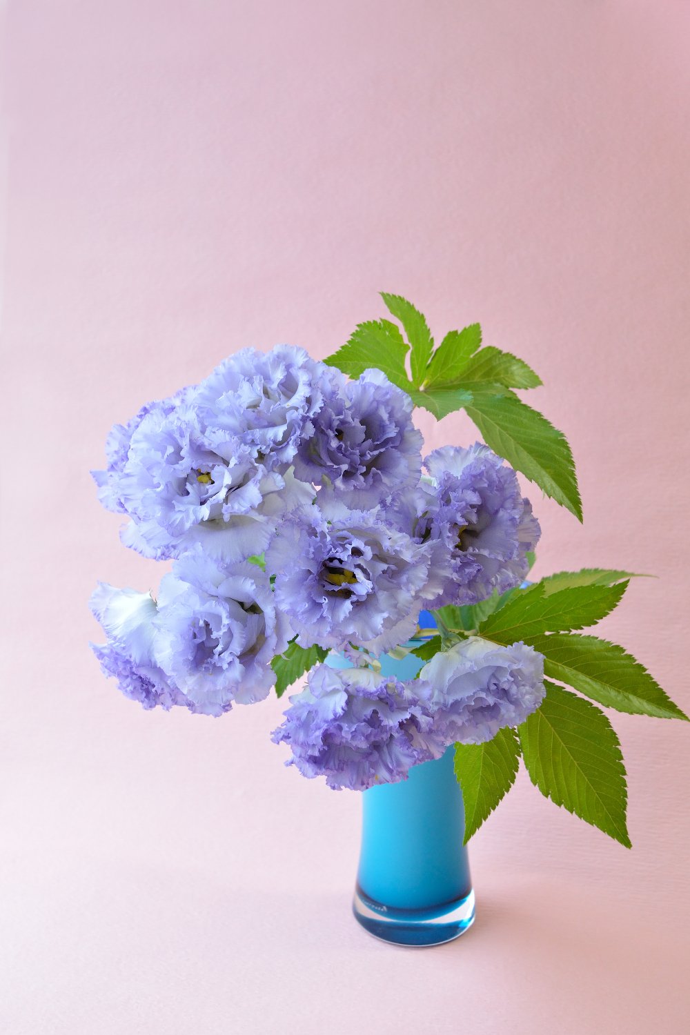 日比谷花壇 おうちにお花を飾ってね 今日8月25日の誕生花は リシアンサス 花言葉は 優美 です 一重咲きのものからフリルのようにひらひらとした花びらのものなど種類もたくさんあり 主に切り花として人気があるお花です ちなみに別名は
