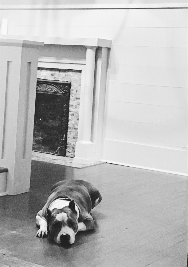 StephArnettMS's tweet image. She thinks I can't see her 🙄 #notsneaky #pitbull