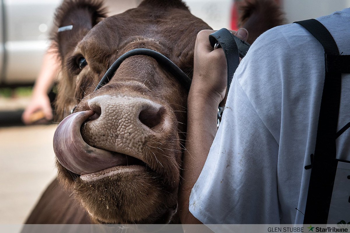 gspphoto's tweet photo. This just cracks me up every time! Today @mnstatefair #StribStateFair https://t.co/NQEcjbekK3