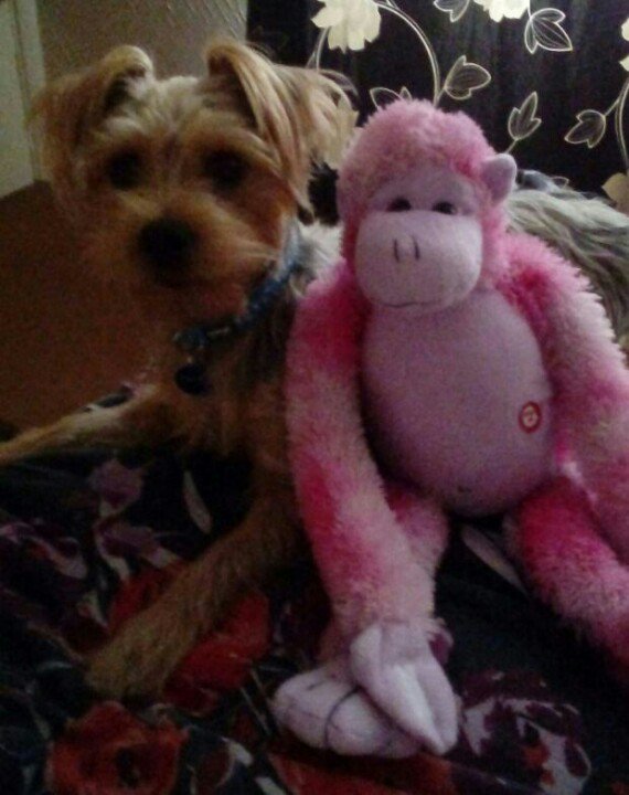LYdoubleNnoE's tweet photo. @dogcelebration My new BFF Pinky Minky He has a limited life span but don't tell him #defluffed
#spoilt #yorkie https://t.co/ZnGtMd4fRd