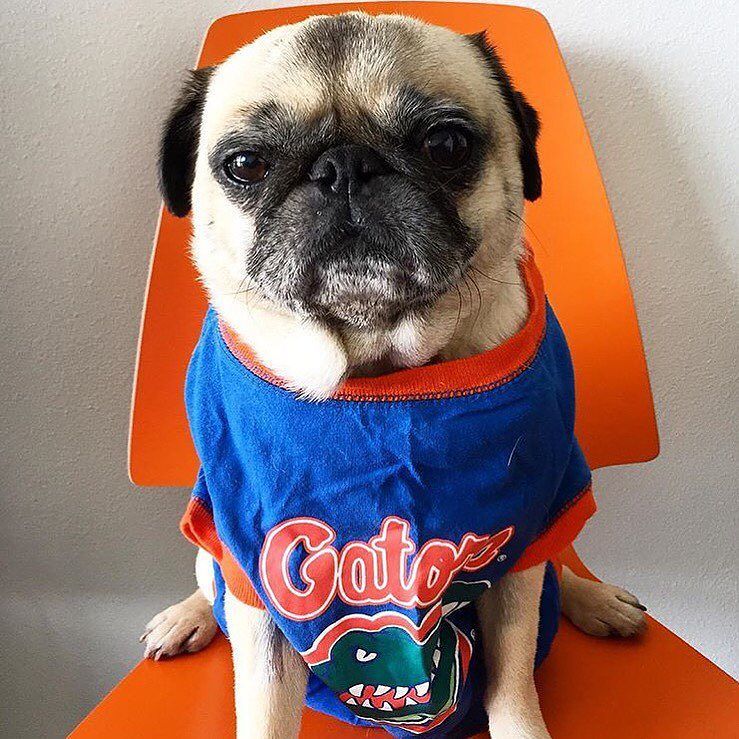 buddhathepug_'s tweet photo. Classic #tbt getting ready for #collegefootball! 🏈🐊 https://t.co/U2jAmNkbRi https://t.co/Y57yS4HAOT