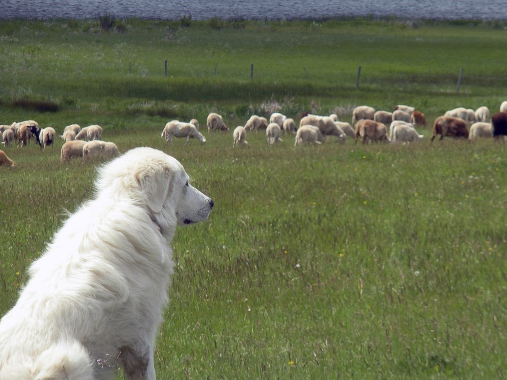 theprovince's tweet photo. Guardian dogs protect sheep flock in midst of wildfire https://t.co/KcwqSou0yN https://t.co/hmVGW6pb3b