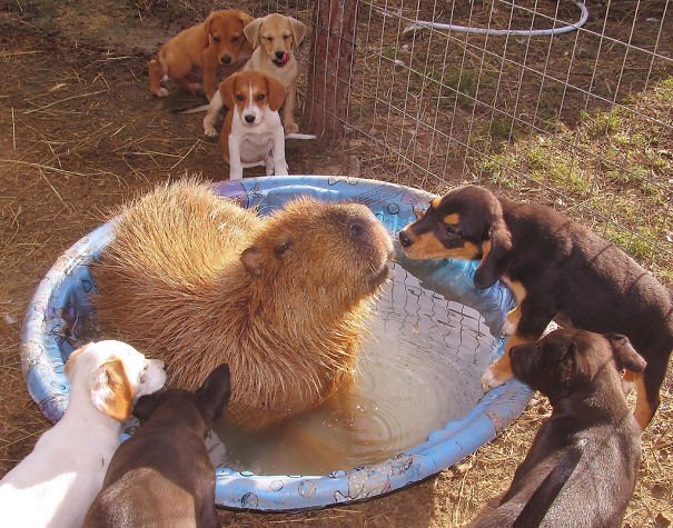 capybara and puppies!
