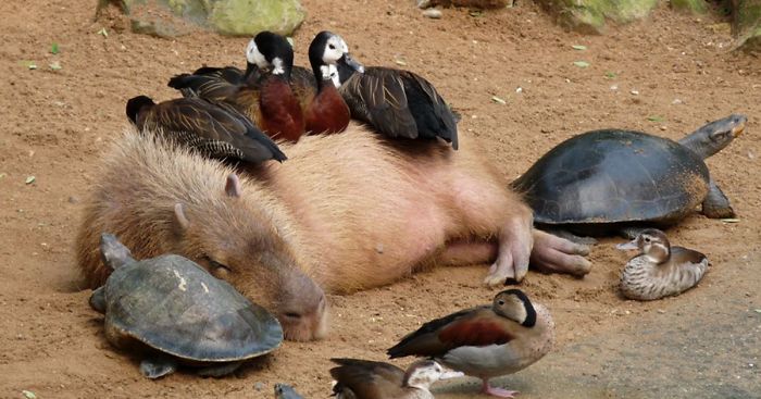 capybara napping with several ducks perched on top of it around it, and a tortoise on each side