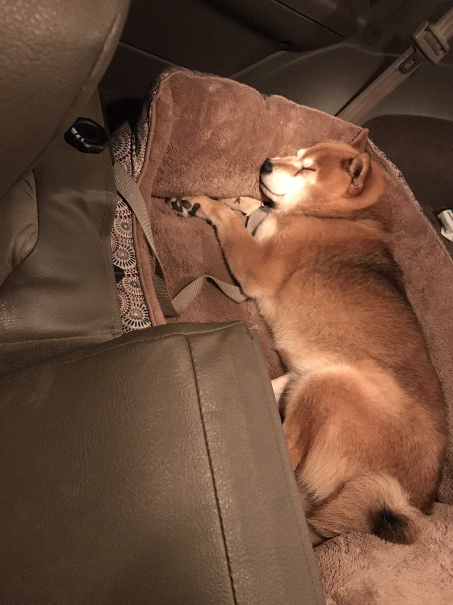 SisterSpliff's tweet photo. Passed out and snoring from the drive home. #evening nap #shibainu #shiba #longdrives #amission #sleepy #puppy #petlife #comfybed https://t.co/qJVH0iIesR