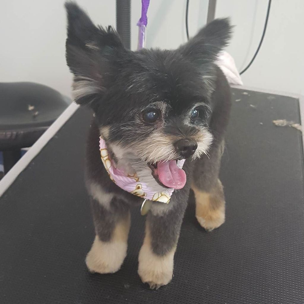 PawpularChan's tweet photo. Those ears are my gave #ears #yorkiepom #pomeranianyorkie #groom #grooming #petstylist #dog #dogs #dogsofinstagram #puppy #puppies #puppies… https://t.co/4NydFQunxO