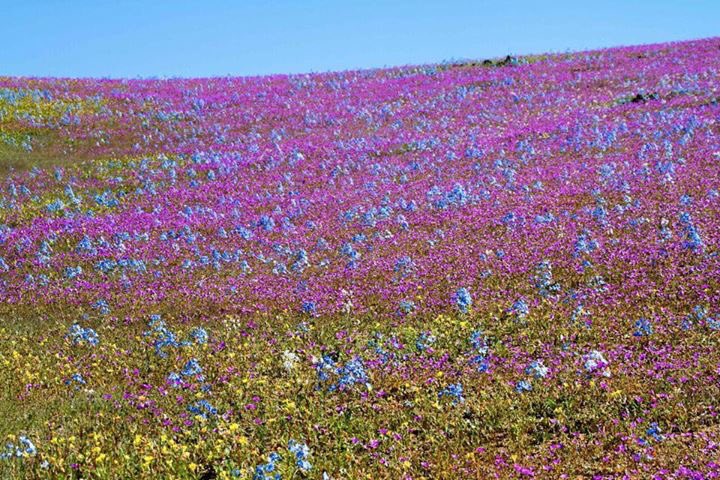 Artenorte's tweet photo. #DesiertoFlorido2017 🌻🌸🌺🌷🌵🌼 Región de #Atacama #Agosto 2017 📷 Carlos Aguilar #NortedeChile https://t.co/ykyQBRECip
