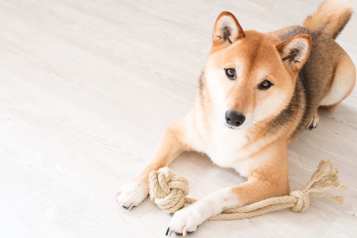 vorstadtleben's tweet photo. Ein DIY für die Fellnase 🐶 https://t.co/Sk4XlS9Vaz *anzeige #diy #affenfaust #fressnapf #shibainu https://t.co/HSP1mjvGky