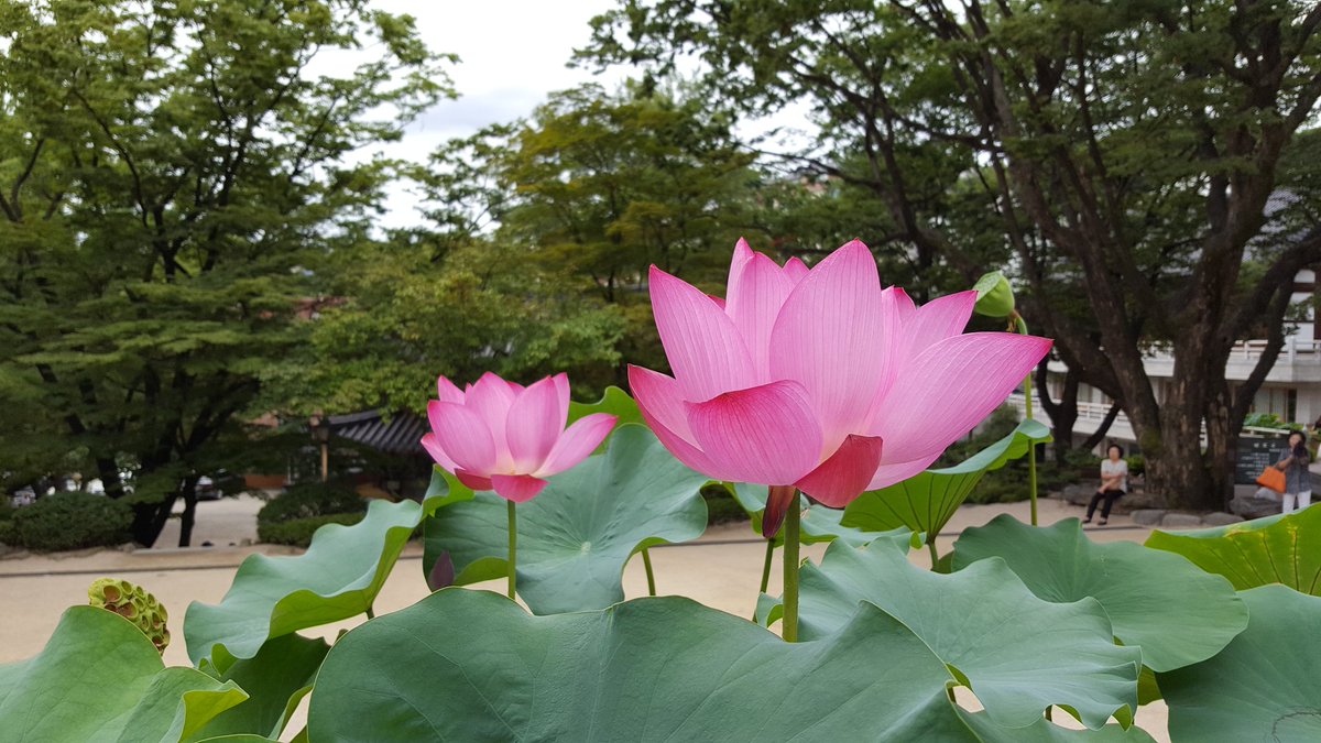 임진동백꽃 (@teayang603) on Twitter photo 