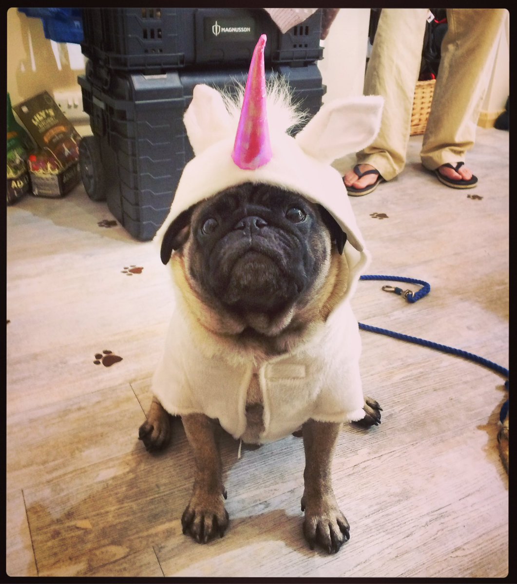 pug in unicorn outfit