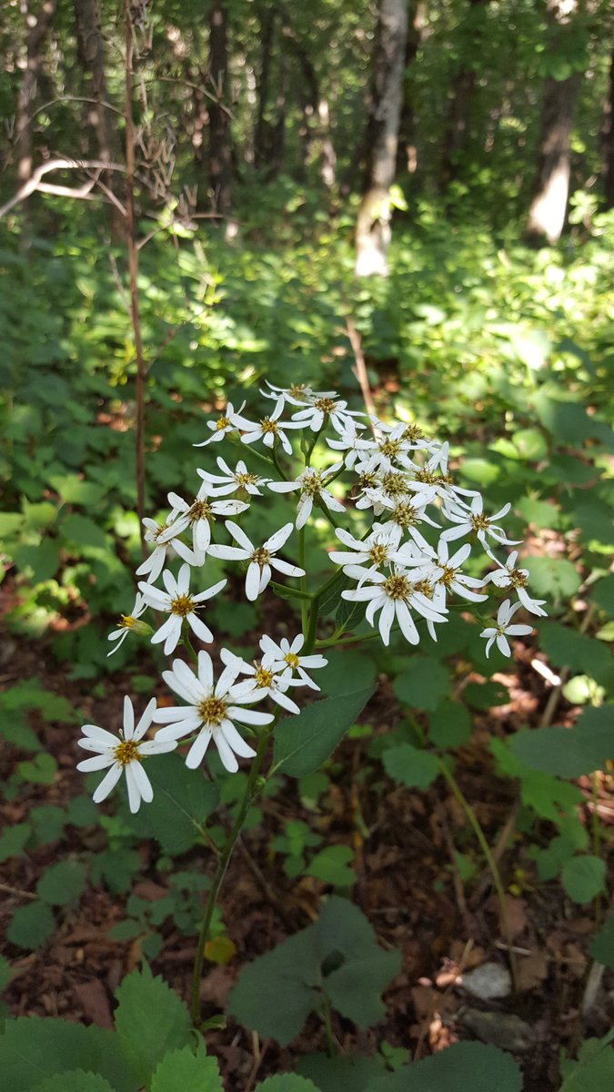 임진동백꽃 (@teayang603) on Twitter photo 