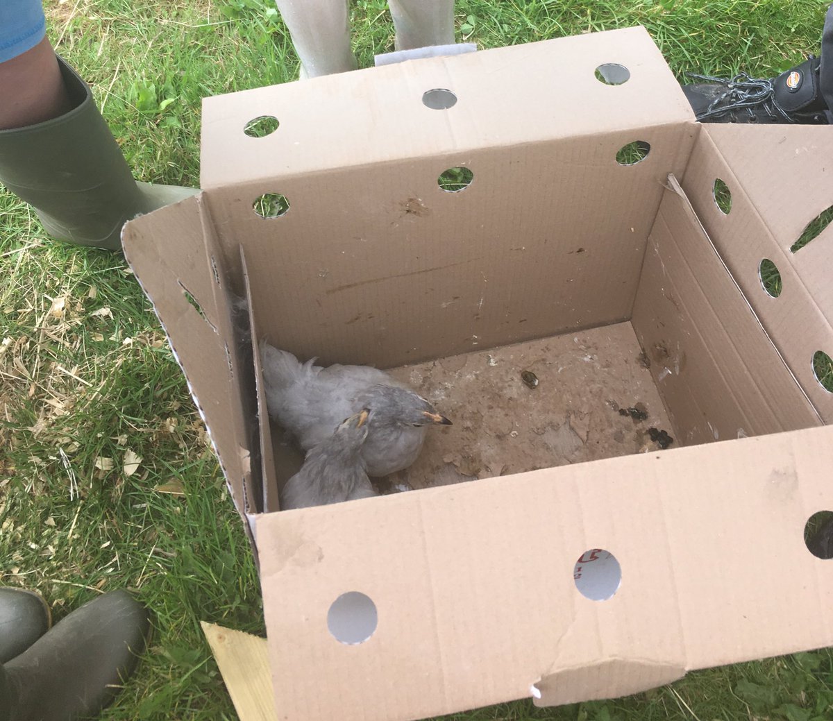 #lavenderpekins #newbirds #watergofarm #Derbyshire #derbyshireis