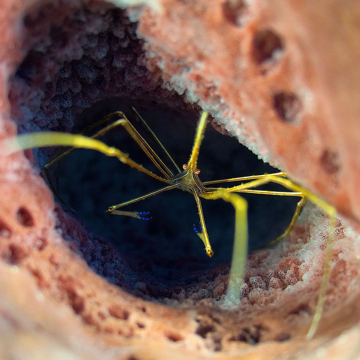 Manuel_Bustelo's tweet photo. #Yellowlinearrowcrab inside a #barrelsponge in #Roatan #coralreefs. A whooping 1 to 9 million species are estimated to live in a reef ! https://t.co/oVtVm1jzHJ