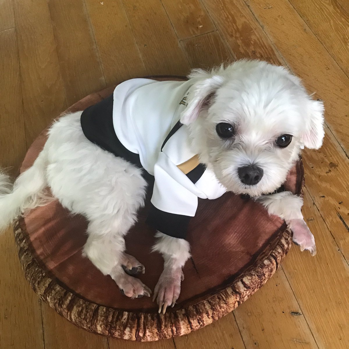luvhibari's tweet photo. @HQ_PET 후기가 넘나 뒷북이지만 이렇게 이쁜 하이큐져지 강아지옷 만들어주셔서 감사합니다😍♥️ 뚜비가 사진찍는걸 워낙 안좋아해서 잘은 못찍었지만 이 옷은 진짜 실물 깡패예요....! 원작충실인것도 너무 맘에 들구요ㅎㅎ 다시 한번 감사드립니다!☺️ https://t.co/4mY5b3XcKq