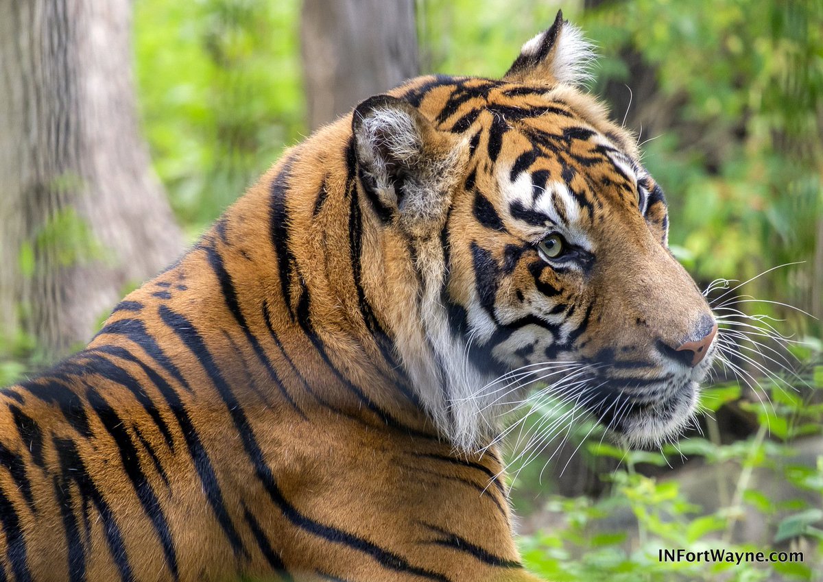 Ray Steup tweet media