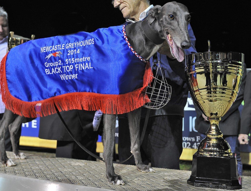 Tonight our Group Two Sires On Ice Black Top champion will be crowned! 

First race is at 7.18pm, with the Black Top set for 9.38pm.