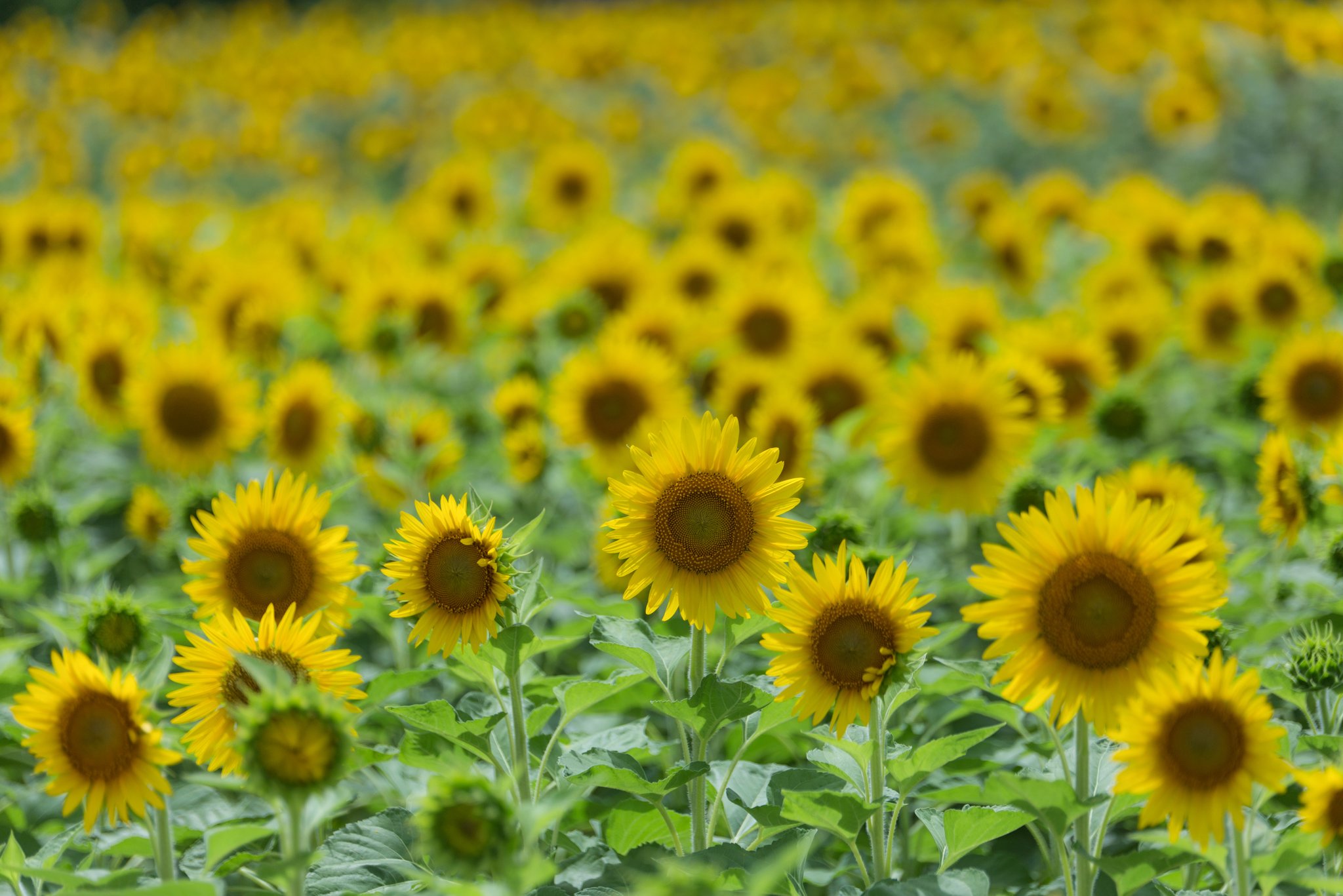 京見坂 野洲町 ひまわり畑 写真撮ってる人と繋がりたい 写真好きな人と繋がりたい ファインダー越しの私の世界 滋賀 野洲 ひまわり ひまわり畑 T Co Yxacioskl8 Twitter 京見坂 野洲町 ひまわり畑 写真撮ってる人と繋がりたい 写真好きな人と繋がりたい ファインダー越しの私の世界 滋賀 野洲 ひまわり ひまわり畑 T Co Yxacioskl8 Twitter