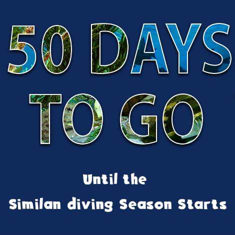 SimilanDiveTour's tweet photo. 50 days to go until the #SimilanDiving season starts! 
🌞🛥️⛵🌴🐟🐠🐡🦈🐋
#diving
#similandivingtours
#scubadiving
#50days https://t.co/xsYp5ODORR