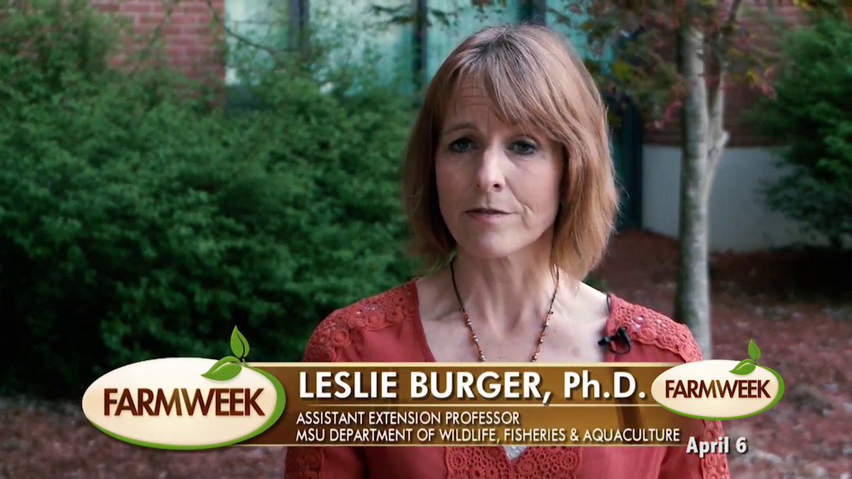 topklikml's tweet image. Farmweek | Entire Show | April 6, 2017
LINK: topklik.ml/2017/08/25/far…
#Agriculture #ExtensionService #MSUES #News #Television #Beauty