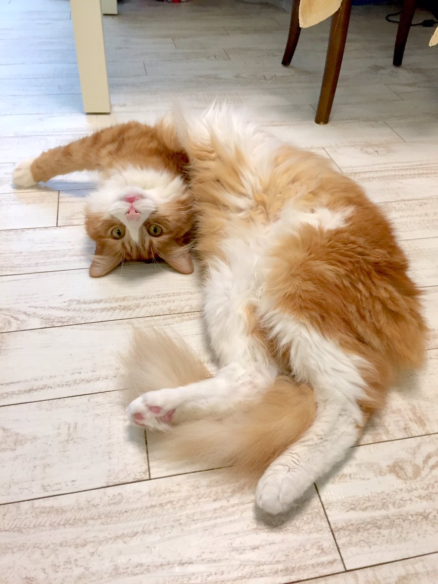 RachelAndJun's tweet photo. Oh god he's totally broken https://t.co/007yvCPKEk