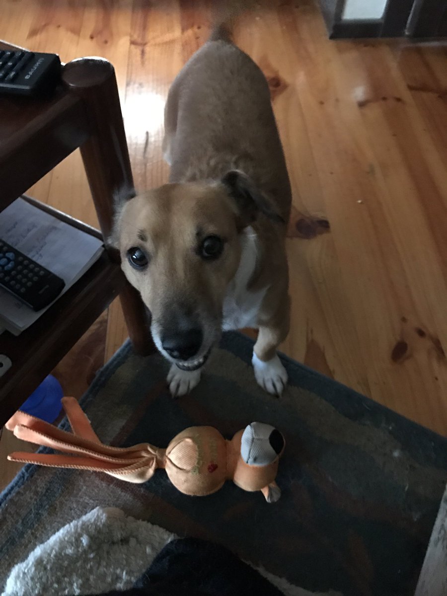 PvtBuddybum's tweet photo. ⏰48hrs later...🙄🙄🙄
D: Seriously Buddy⁉️
B: ah huh,yup,yup, frow it,frow it
P: *sighs* if I can't beats him...
#3WayPlay #zshq https://t.co/UHqHyU56yD