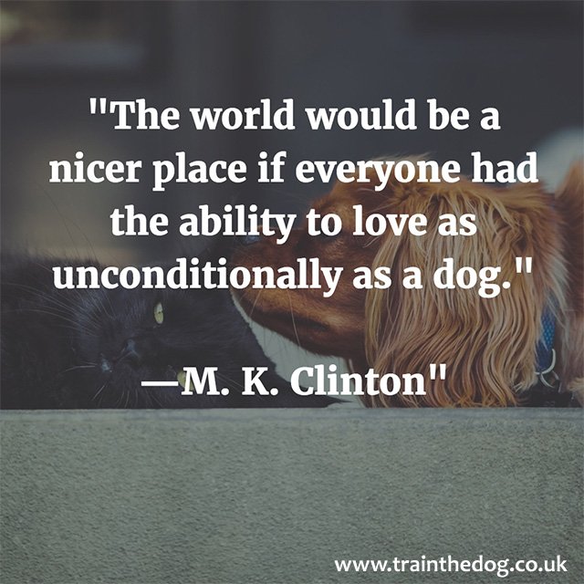 Train the Dog tweet media