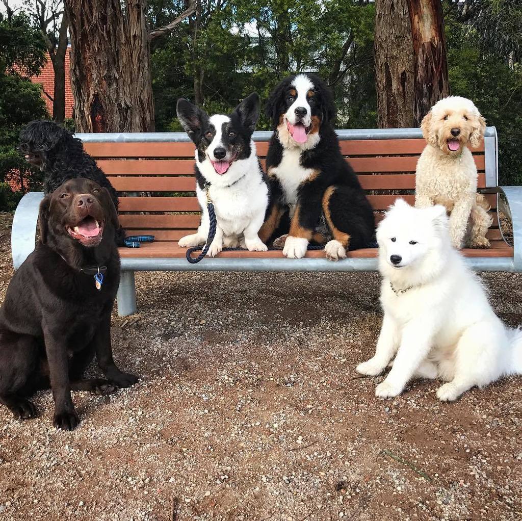 DogsofMelbourne's tweet image. Friday funday! ☀️🌈
Meet Popsy, Humphrey, Ted, Walt, Simba &amp;amp; Henry. 
@walt.the.berner @humphreythelab @iamtedthecor… ift.tt/2iwm2gh