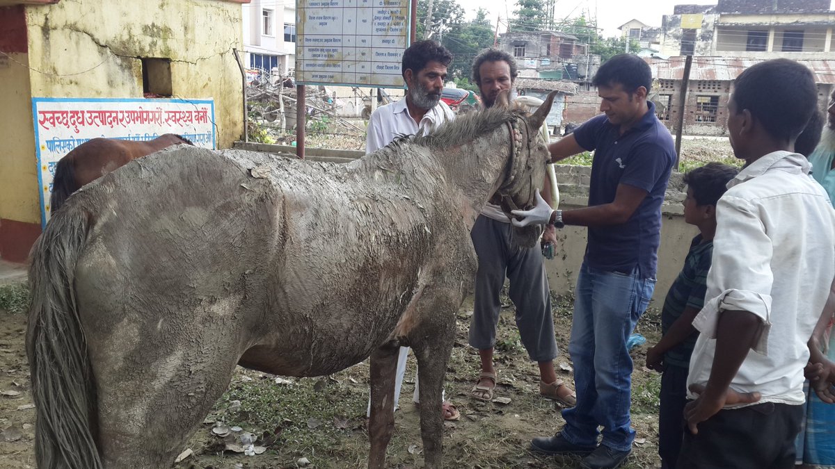 AnimalNepal's tweet photo. " Life is about Saving Animals"#Another busy day for our team in mid- Tarai.!! https://t.co/JxdAdrYqng