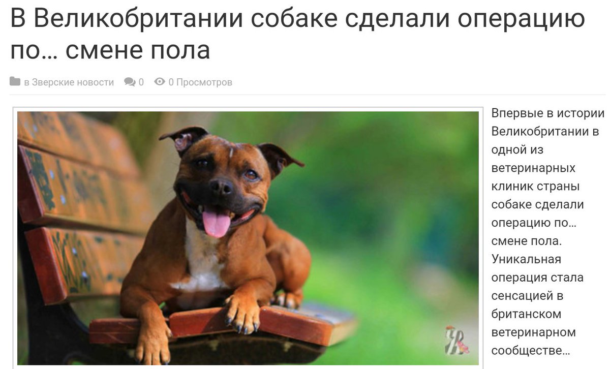 Сделал операцию чтобы стать собакой