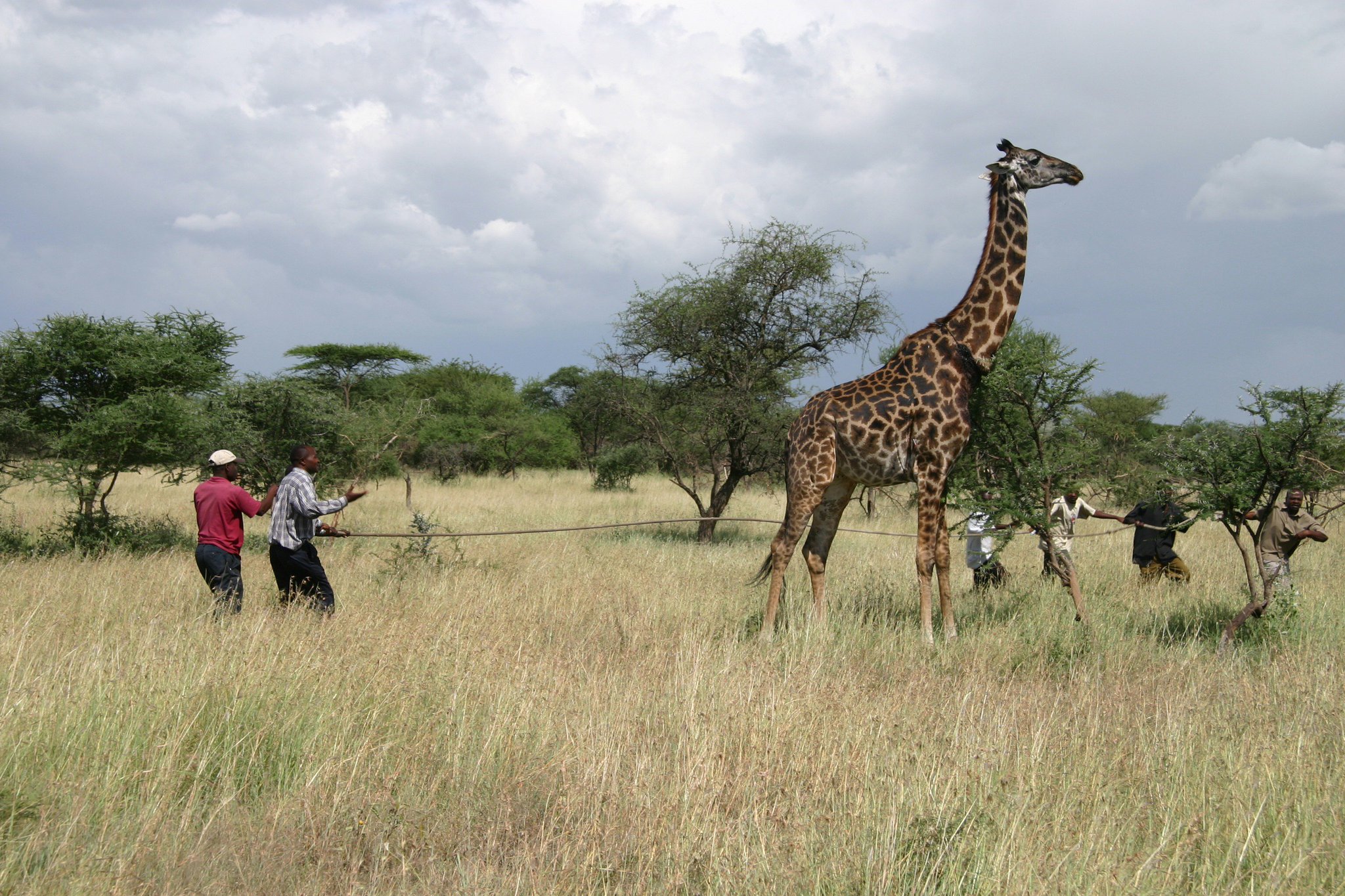 Dan Ashby on Twitter: "Since publishing our giraffe meat investigation