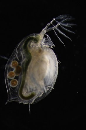 scottishwormboy's tweet photo. Postdoc available on evolutionary genomics and adaptation. closes 31st Find me at #g10kgs2017
https://t.co/HzGRAJB9P4 @StewPlaistow https://t.co/XoGWS5MIvG