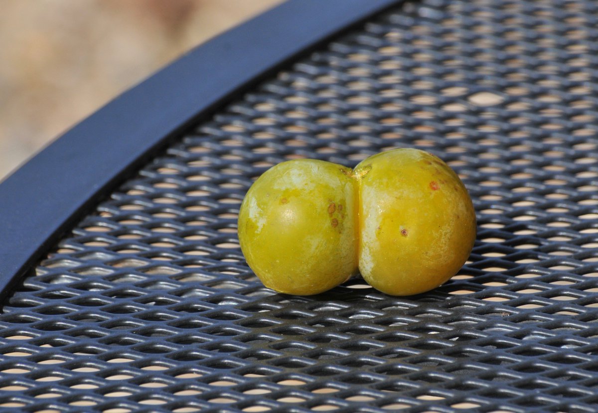 countrymousie's tweet photo. My greengage #CocoDemer #plum #suffolk #freezingupastorm #oddfruit https://t.co/c6KyPn2tk1