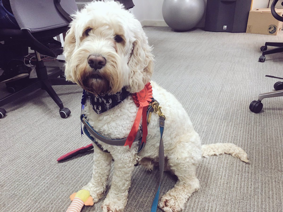 Very proud of Reggie winning 1st prize in the Waggiest Tail category  of #karmakrufts today! 👏🏼🏆 #nationaldogday