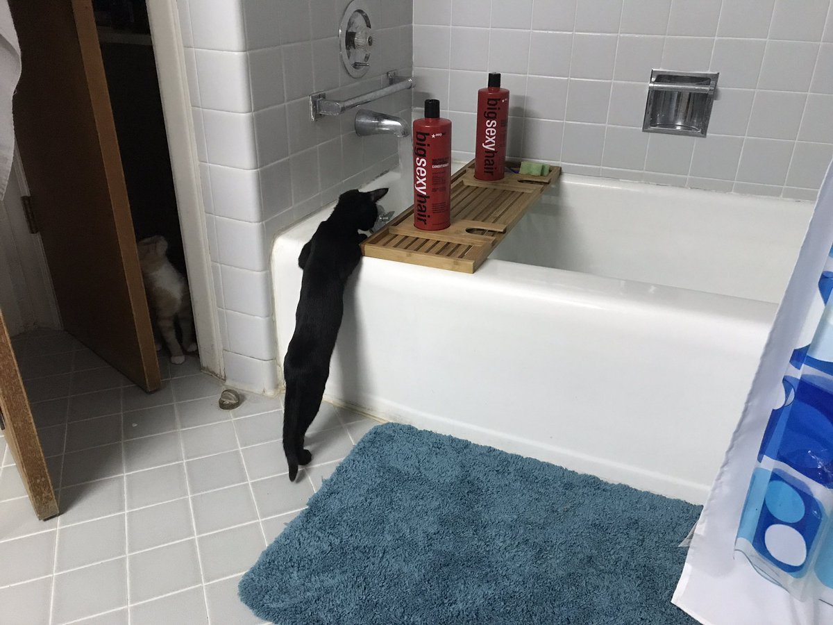 CSSGilbert's tweet image. Bath time at the asylum...we have 5 rescue kittens that are VERY curious little monsters