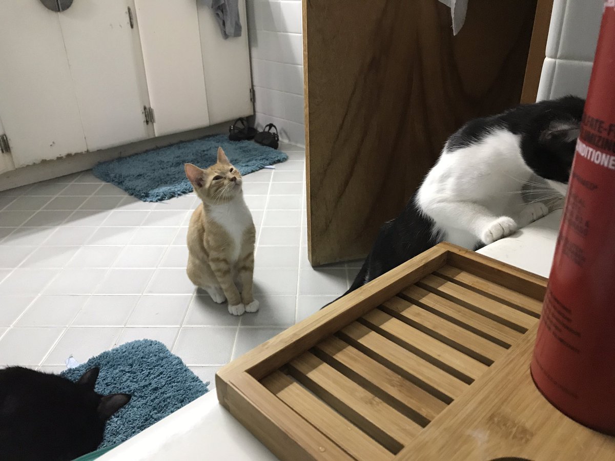 CSSGilbert's tweet image. Bath time at the asylum...we have 5 rescue kittens that are VERY curious little monsters