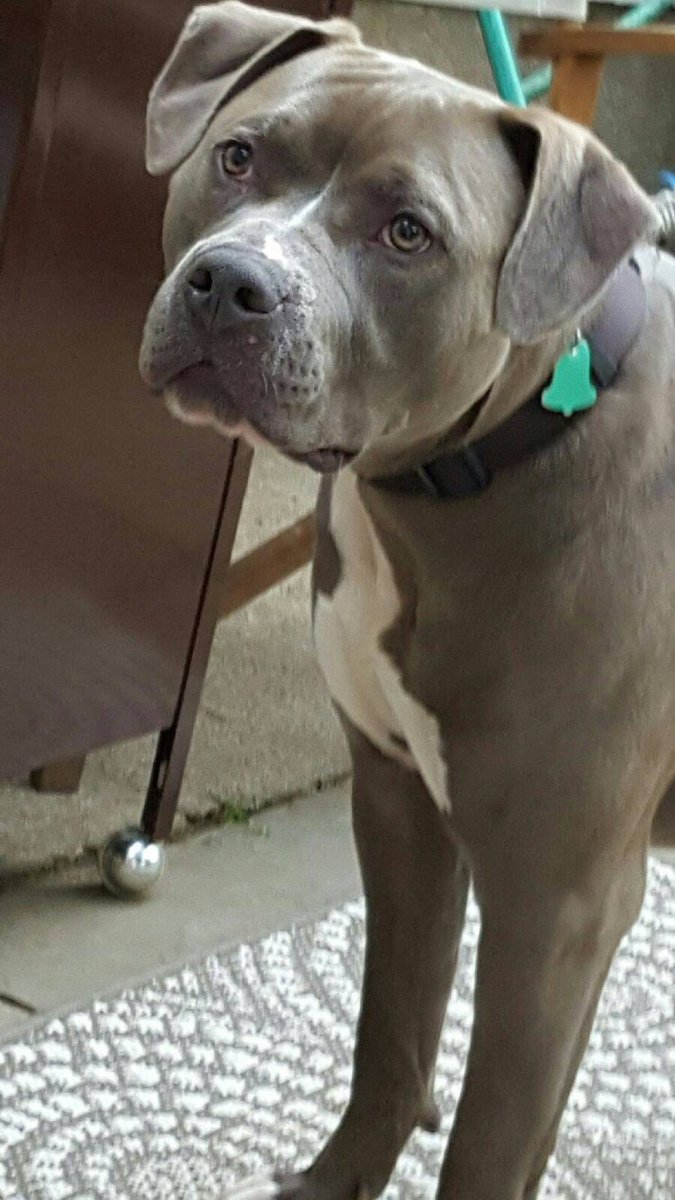 AlexisKWPCEO's tweet photo. This handsome boy Zeus.. https://t.co/H7t1YMRw5i
