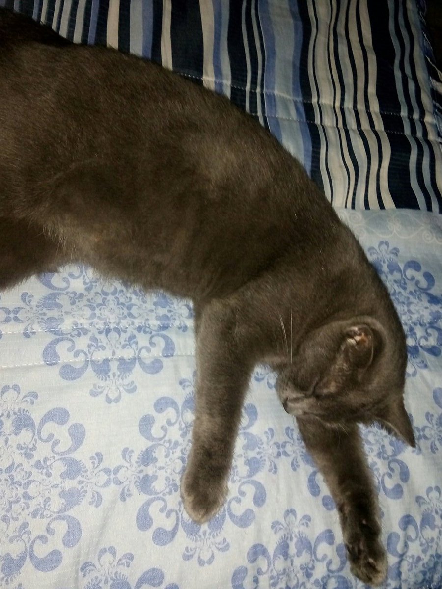 Alfedinho quer Beta.
#BetaQuerLab #BetaAjudaBeta