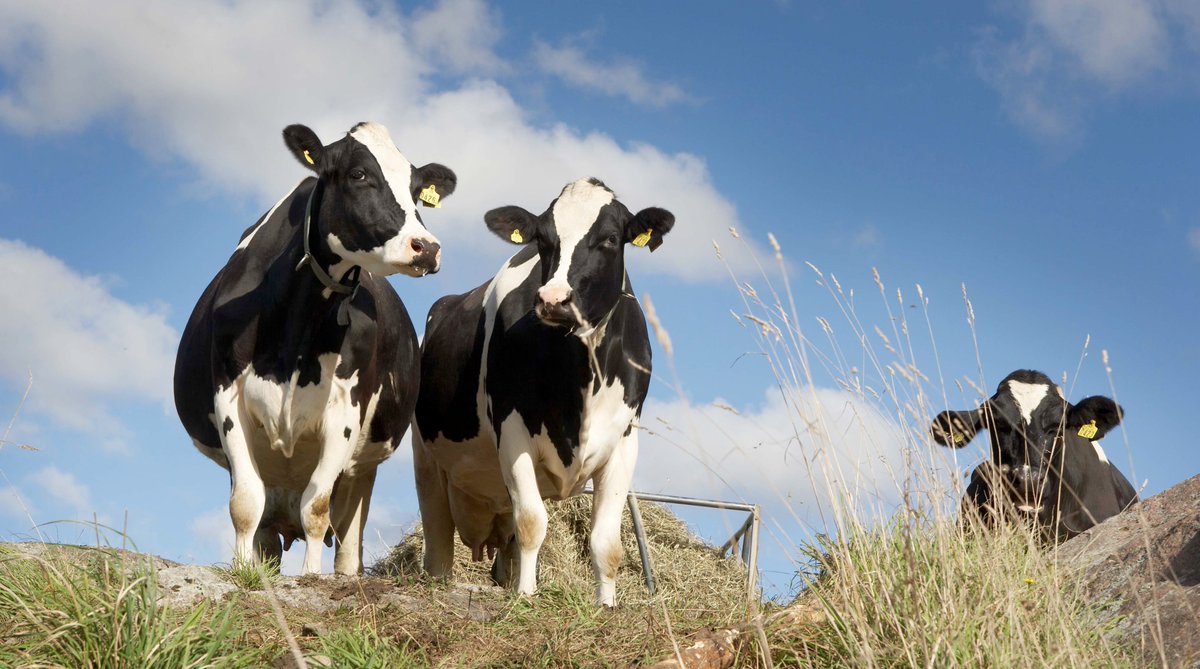 1 september höjs mjölkpriset med 9,5 svenska öre: arla.se/om-arla/nyhete…