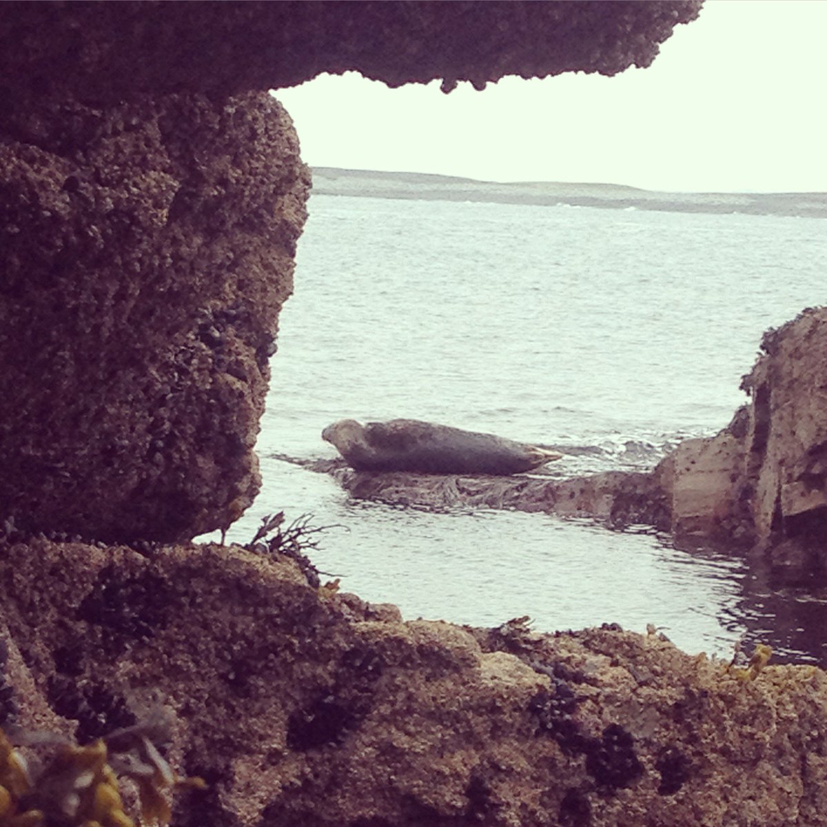 Sun is peeking through those grey clouds and we are on the way to Mutton Island for our Island Exploration Tour...great way to spend a day!