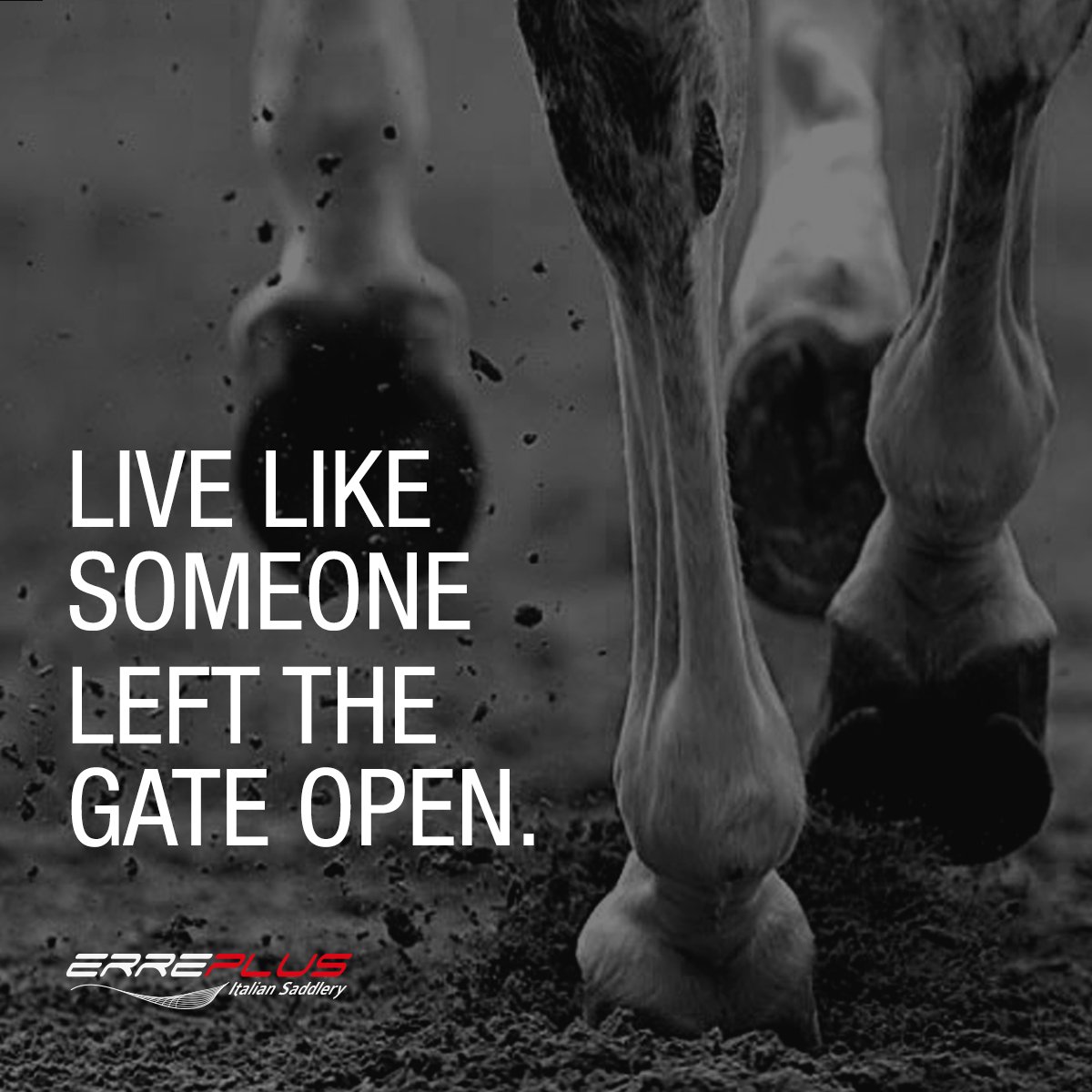 ErreplusSaddles's tweet photo. Let your instinct take over. #QuotePLUS https://t.co/vXDfxx0Fyw