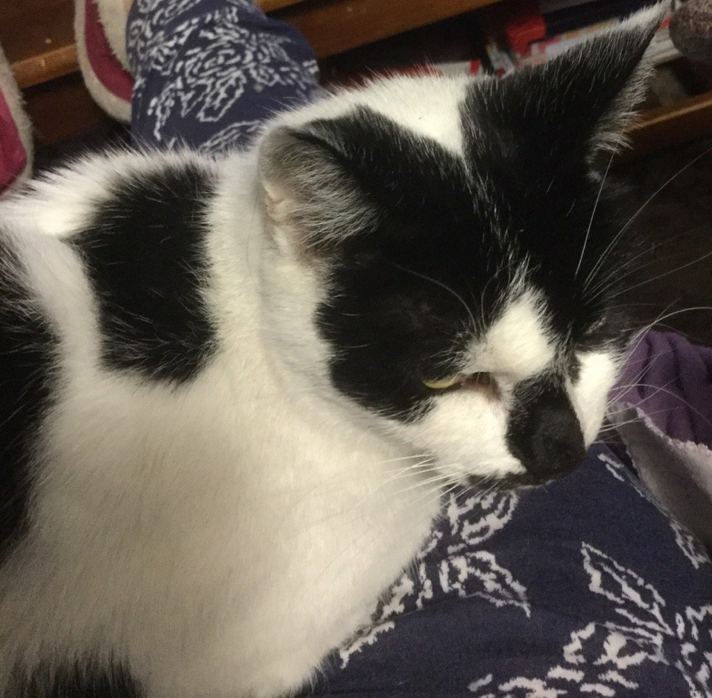 justaddbooks's tweet photo. Piper is present and correct. Also purring. #cinemaz #catsofcinemaz https://t.co/gbxQUBi9FU